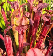 Sarracenia Hybrid H 13 Catesbyi X Rubra A. Slack